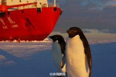 雪龙号科考船在南极卸货 引众企鹅围观(图)